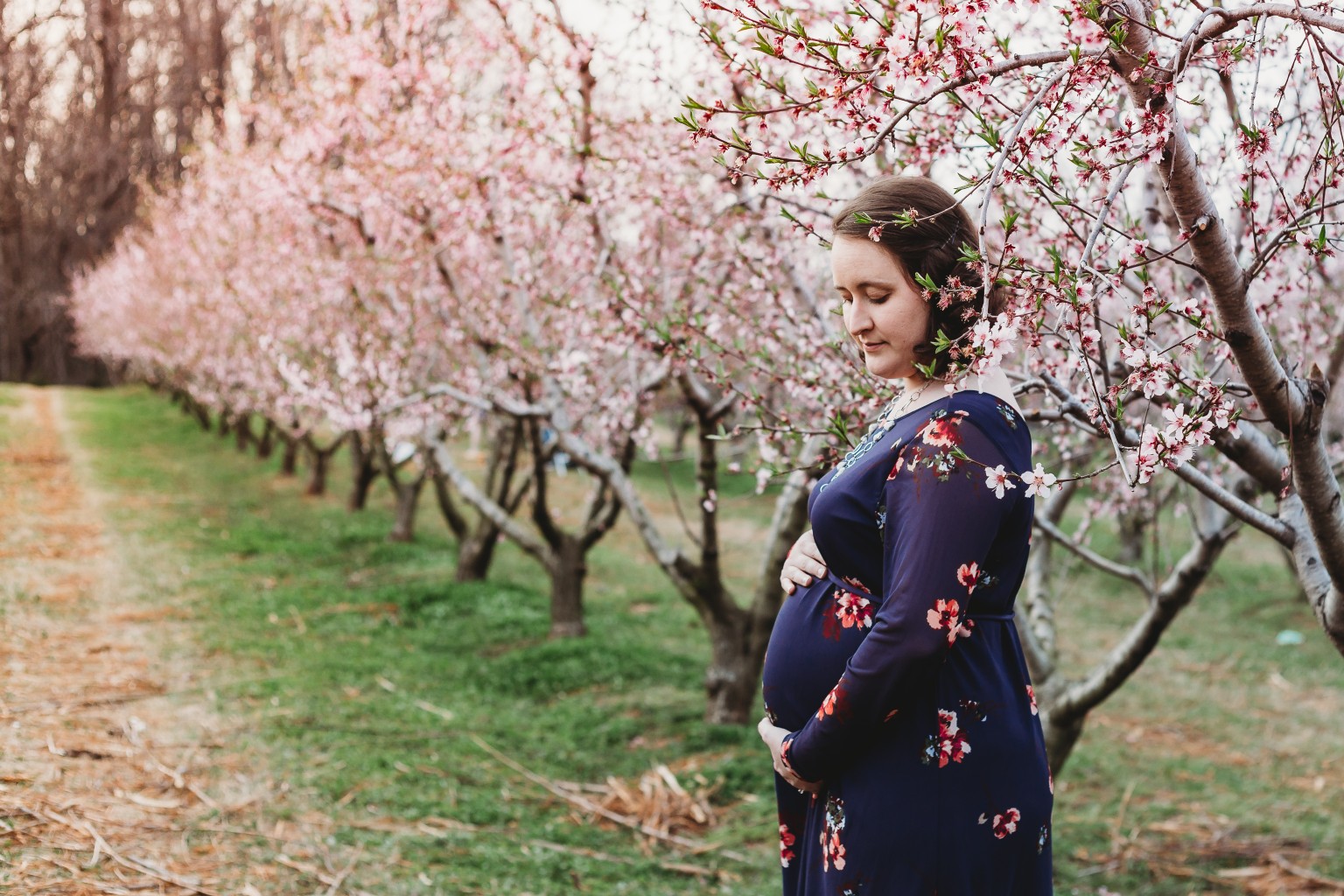 maternity pictures of pregnant mom in peach blossom orchard