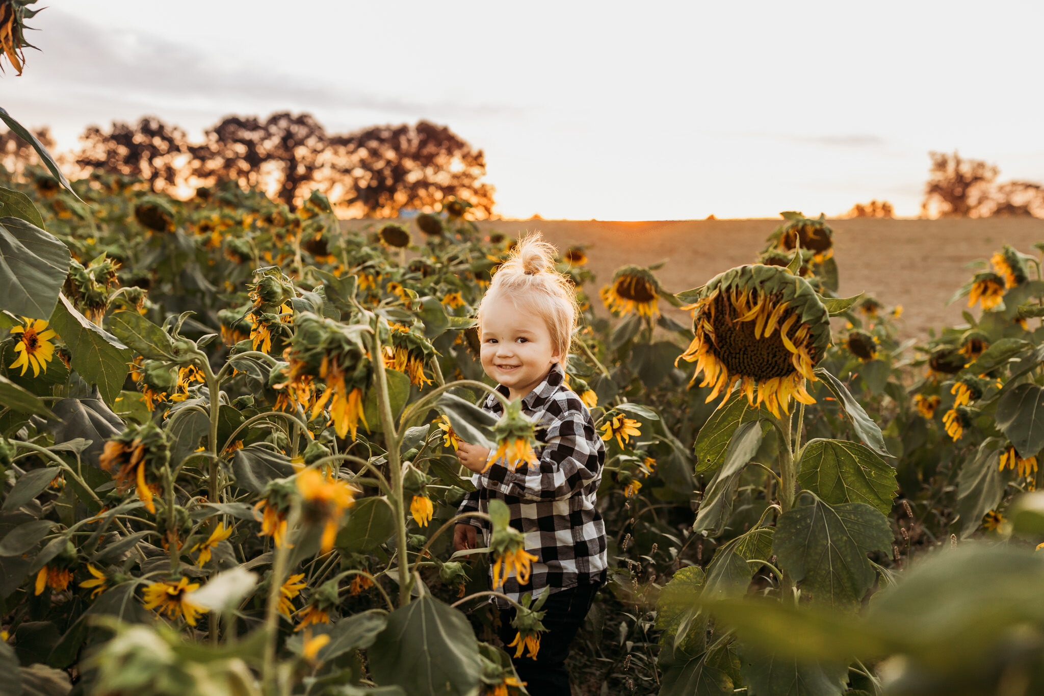 sunflowers-7.jpg