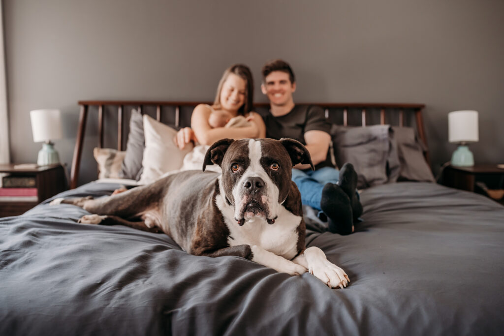 family dog on bed while parents hold baby in the background
