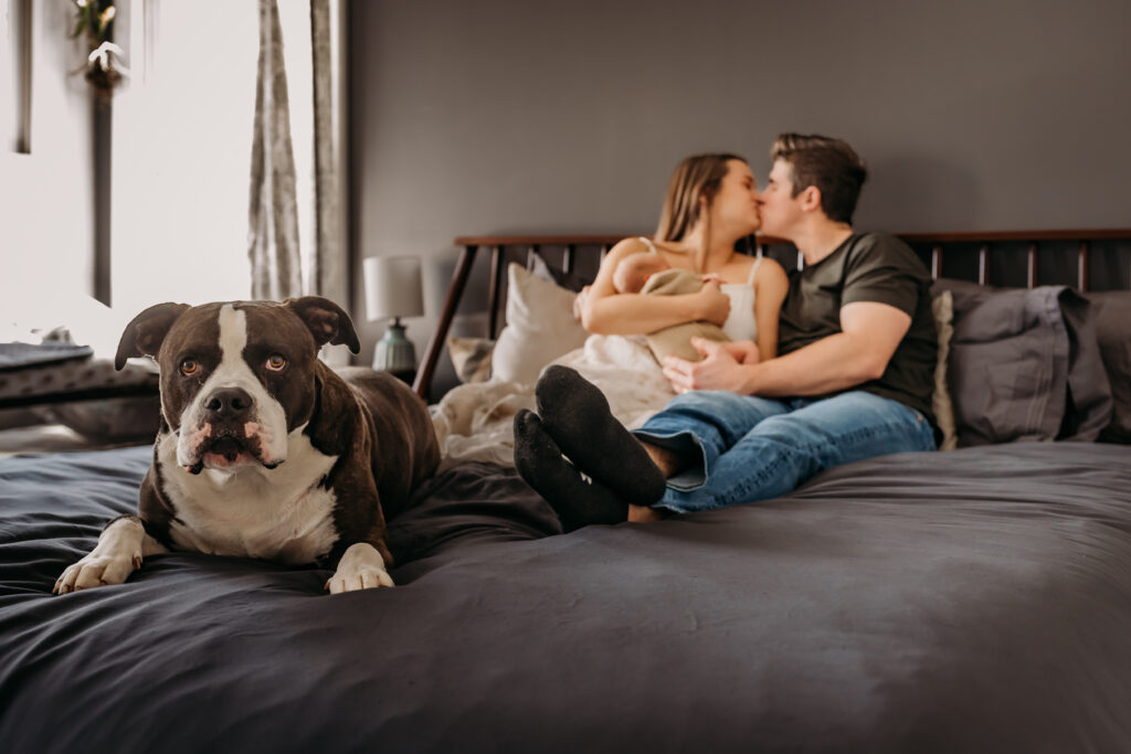 family dog on bed while parents hold baby and kiss in the background